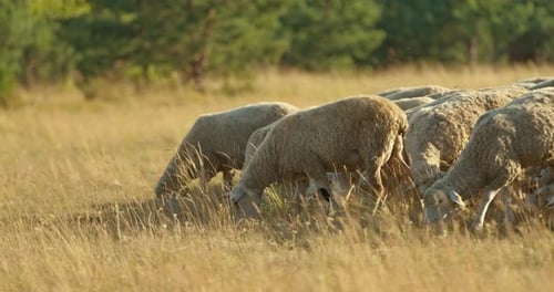 Schafherde läuft durch die Wiese und kaut das Gras