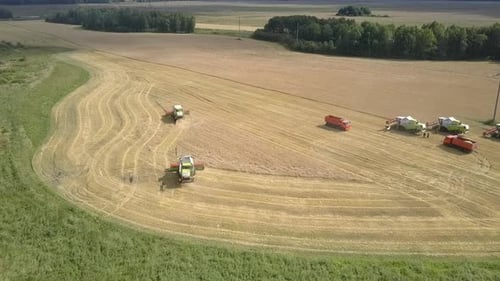 Aerial View Green Harvesters Gather Wheat Near Trucks