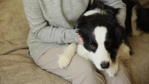 Unerkennbare Frau spielt mit süßem Hundewelpen Border Collie auf der Couch zu Hause drinnen