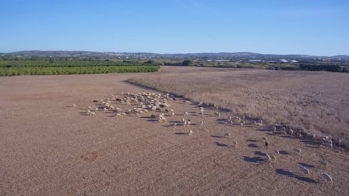Aerial View of Sheep Grazing in Rural Field