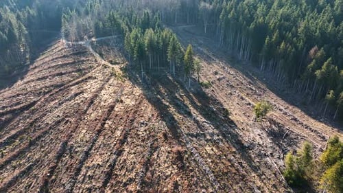 Aerial View of Pine Forest with Large Area of Cut Down Trees As Result of Global Deforestation