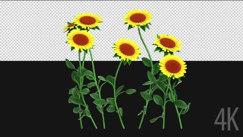 Sonnenblume wächst
