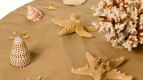 Seesterne und Muscheln auf Sand, weiß, Rotation