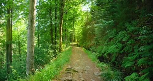 Narrow Path Among the Green Lush Deciduous Forest Thicket