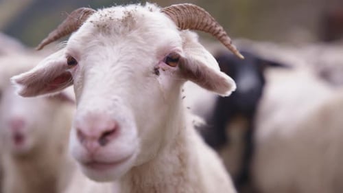 Close up of white sheep with small horns