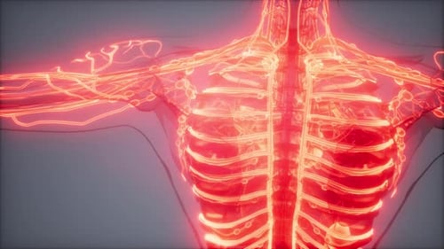 Animated 3D Medical Human Lymphatic System Visualization