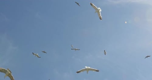 Seagulls Soaring in a Clear Blue Sky