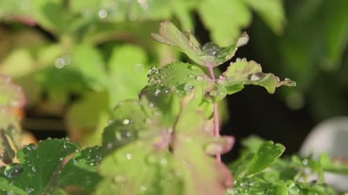 Macro Of Rain Drops On Green Leaves
