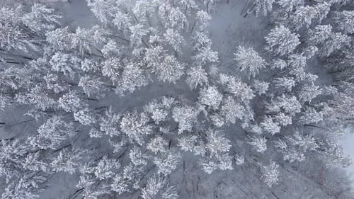 Top Down View of a Winter Forest