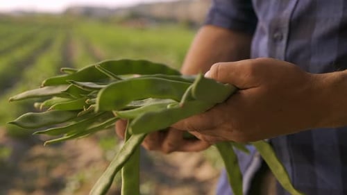 Male Farmer Hands Holding Green Beans