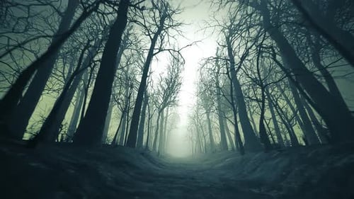 Forest alley in dense fog. Bare trees during winter. Dark moody landscape.