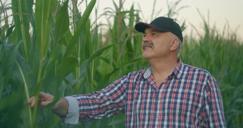 Farmer in Corn Field Tears Corn. An Elderly Man in a Straw Hat Walks a Cornfield and Checks the
