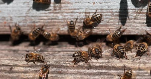 European Honey Bee, apis mellifera, Bees standing at the Entrance of The Hive