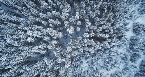 Winter Forest Aerial Top Down