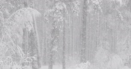 Beautiful Winter Snowy Coniferous Forest During Snowy Snowstorm Day