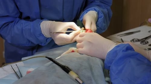 Surgery on the Paw of the Dog in Veterinary Clinic