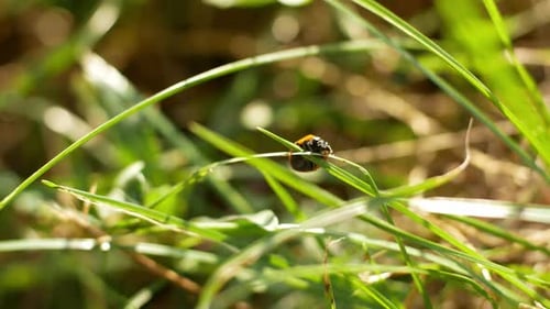 Ladybug Crawling on Blades of Green Grass