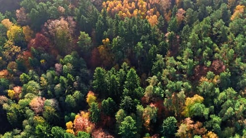 Aerial view of green and yellow autumn forest, Poland