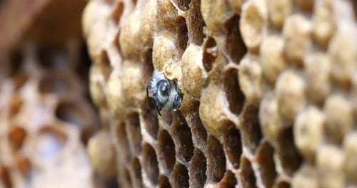 |European Honey Bee, apis mellifera, Emergence of a Bee, Bee Hive in Normandy, Real Time 4K
