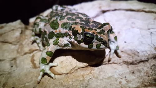 European green toad moving on a rock