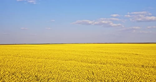 Drone shot of vast yellow canola field