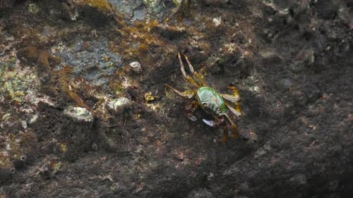 Crabs on the Rock at the Beach