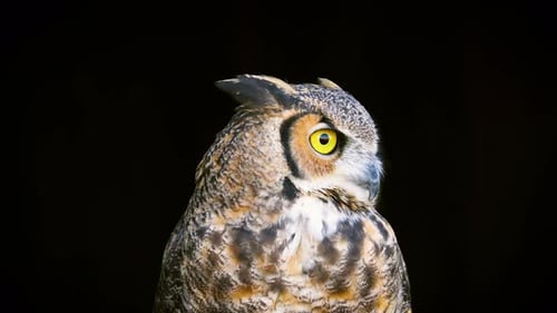 Owl Looking Around in Close Up Shot