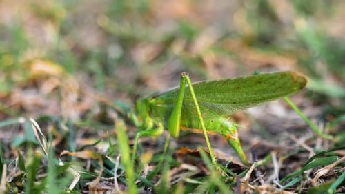 Big Green Locust Weibchen legt Eier