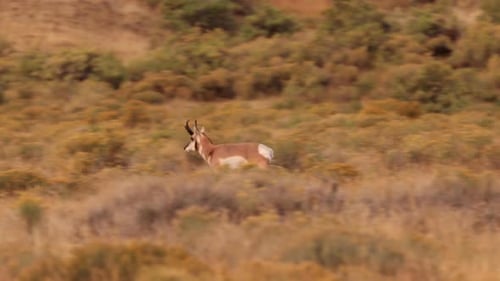 Pronghorn in Yellowstone National Park