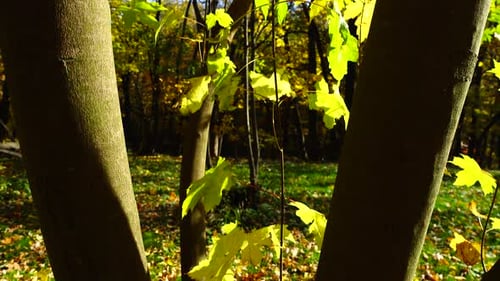 Maple leaves in the autumn park. Maple tree trunks.