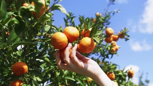 Lush Plantation of Tangerine Orchards Below Clear Blue Skyline