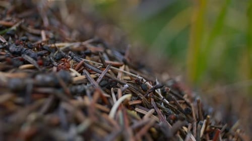 Ameisenhaufen mit Ameisenständer Focus mit Gras