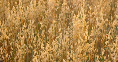 Closeup of Ripe Golden Ears Oat Swaying in the Light Wind in Field