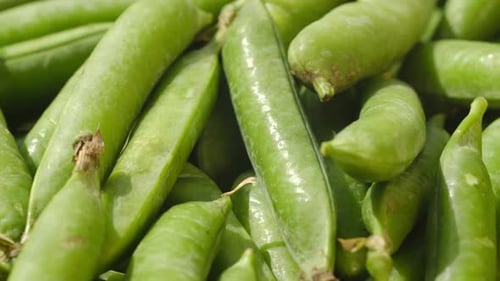 Raw Green Pea Pod Rotates