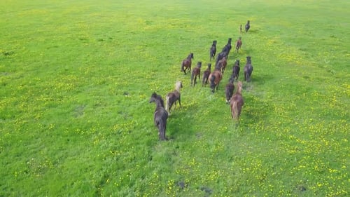 Herd of Running Horses in a Green Meadow From a Height