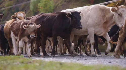 Herd of cattle walking down the road