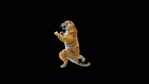 Tiger Tanzen 4K