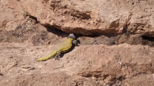 Marokkanische Stachelschwanz-Eidechse bewegt sich unter einem Felsen