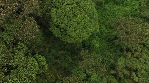 Aerial shot of a big forest