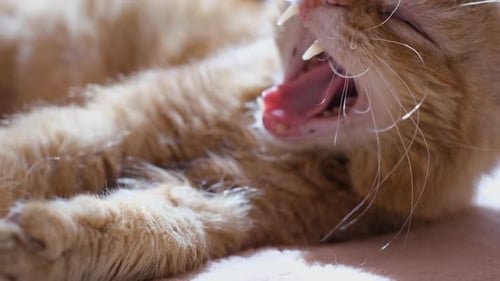 Close Up of Orange Cat Sleeping Indoors