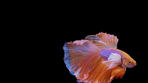 Siamese Elephant Ear Fighting Fish Betta Splendens 04