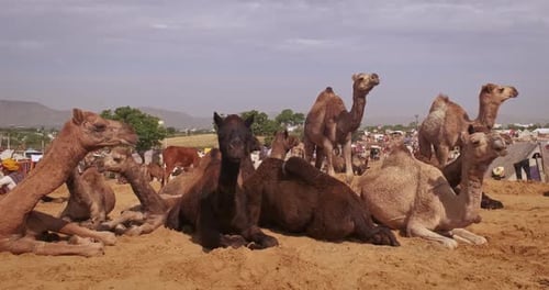 Des chameaux à la foire aux chameaux de Pushkar Mela, sur le terrain, en train de manger et de mâcher
