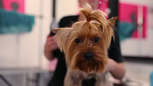 Pflegesalon. Hund lässt sich im Pet Spa Salon die Haare schneiden