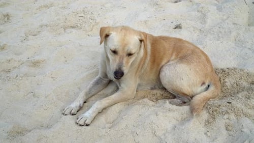 Ein Hund ruht in der Nähe des weißen Sandes