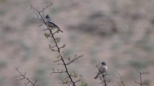 Birds in A Tree at Cèdre Gouraud Forest