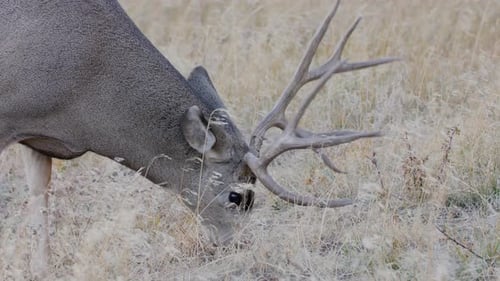 A herd of deer grazing in the Rocky Mountain National Park