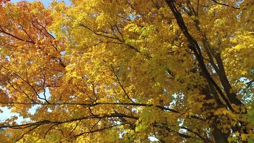 Golden Leaves and Branches in Autumn Sunlight