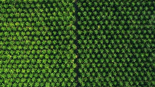 4K : Aerial view over the large palm oil plantation