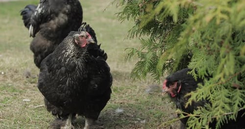 Chickens in the Yard Near Tree. Black Chicken in Village