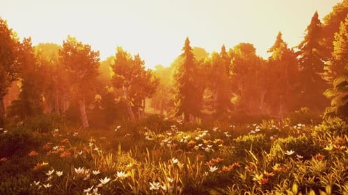 Cartoon Flowering Green Forest on Sunset